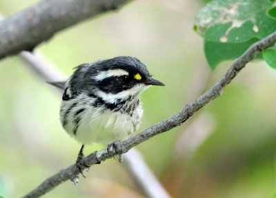 Warbler Black-throated Grey D-002.jpg