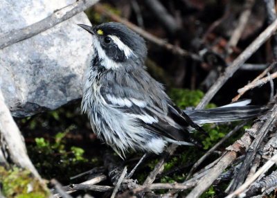 Warbler Black-throated Grey D-009.jpg