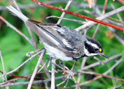 Warbler Black-throated Grey D-012.jpg