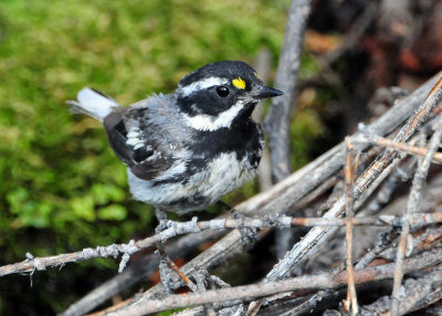 Warbler Black-throated Grey D-018.jpg