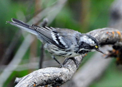 Warbler Black-throated Grey D-019.jpg