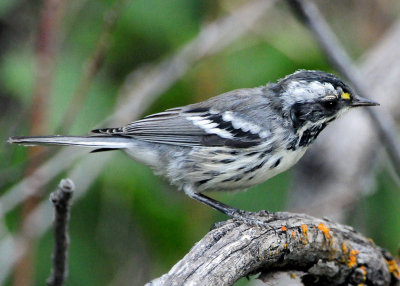 Warbler Black-throated Grey D-020.jpg