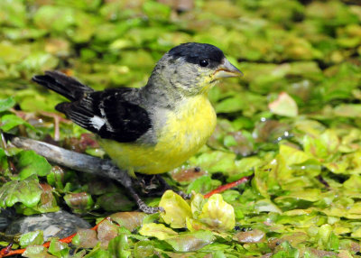 Goldfinch Lesser D-004.jpg