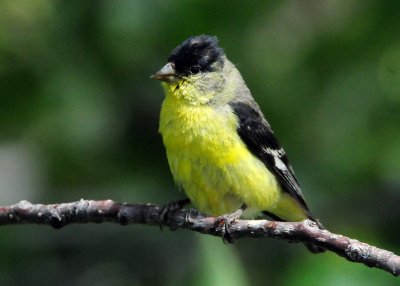 Goldfinch Lesser D-008.jpg