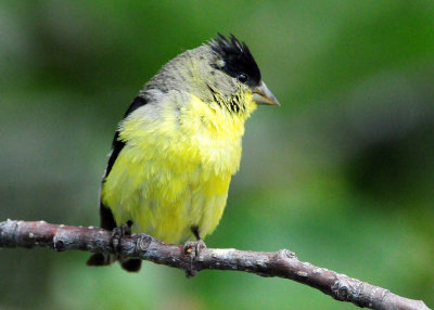 Goldfinch Lesser D-009.jpg