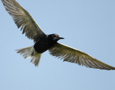 Tern Black D-202.jpg