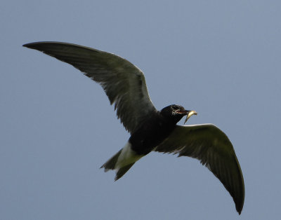Tern Black D-204.jpg