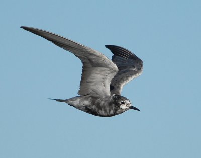 Tern Black D-007.jpg