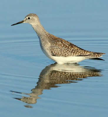 Yellowlegs Lesser D-005.jpg