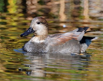 Gadwall