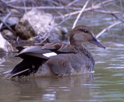 Gadwall