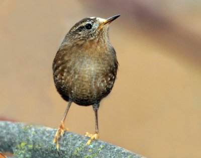 Wren, Pacific (leucistic)