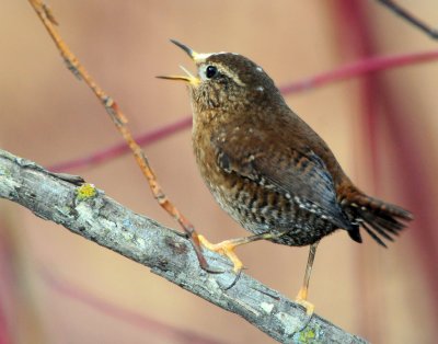 Wren, Pacific (leucistic)