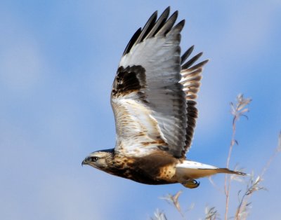 Hawk, Rough-legged D-002.jpg