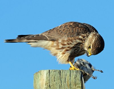 Merlin