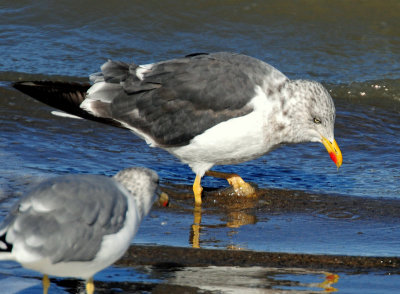 Gull, Lesser Black-backed