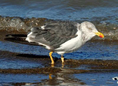 Gull, Lesser Black-backed