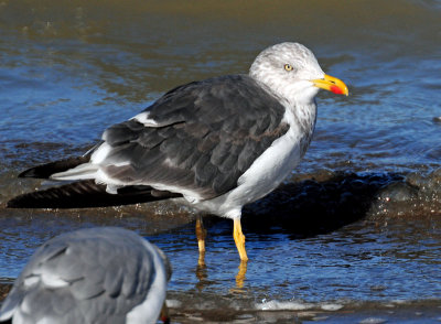 Gull, Lesser Black-backed