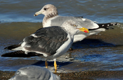 Gull, Lesser Black-backed