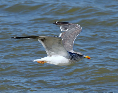 Gull, Lesser Black-backed