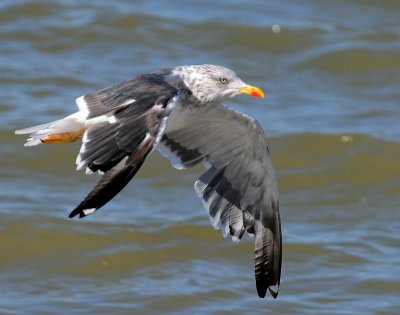 Gull, Lesser Black-backed
