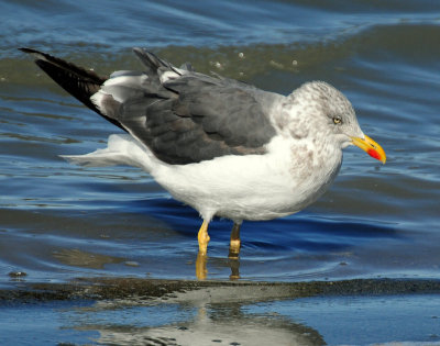 Gull, Lesser Black-backed