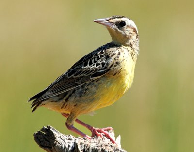 Meadowlark, Western (Juvenile)