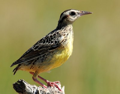 Meadowlark, Western (Juvenile)