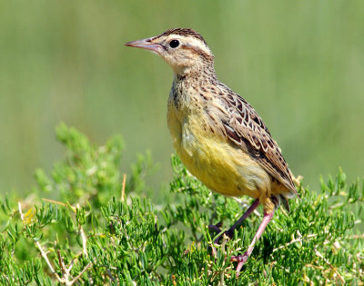 Meadowlark, Western (Juvenile)