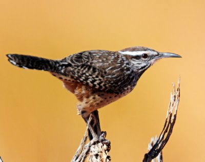 Wren, Cactus