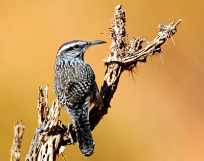 Wren, Cactus