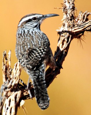 Wren, Cactus