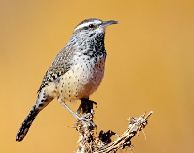 Wren, Cactus