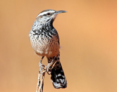 Wren, Cactus