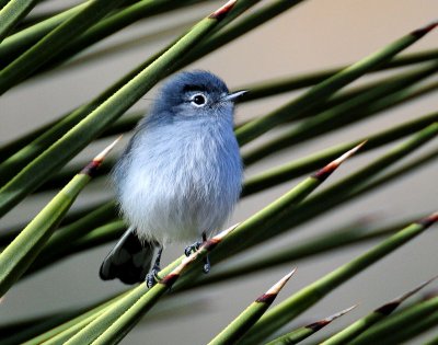 Gnatcatcher, Black-tailed