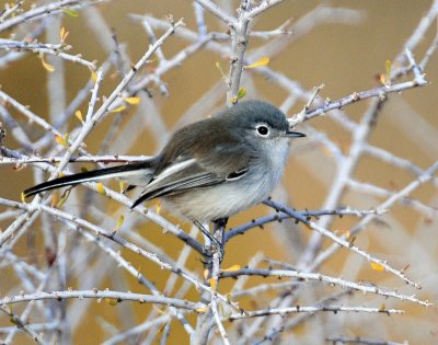 Gnatcatcher, Black-tailed