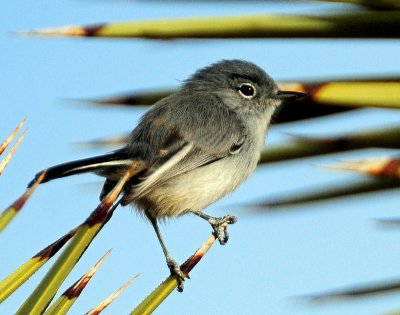 Gnatcatcher, Black-tailed