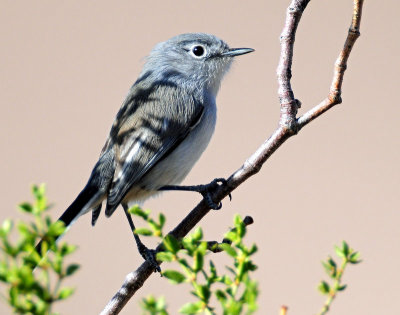 Gnatcatcher, Black-tailed