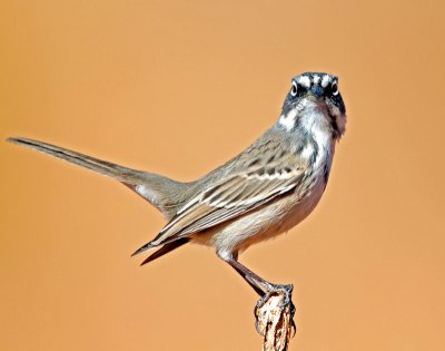 Sparrow, Sage