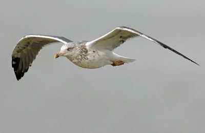 Gull, Black-backed #2