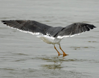 Gull, Black-backed #2