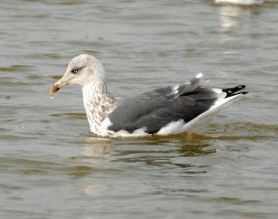 Gull, Lesser Black-backed #2