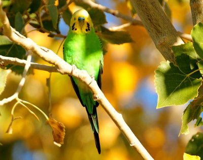 Mystery Bird