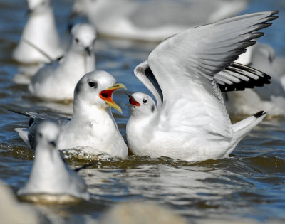 Kittiwake, Black-legged