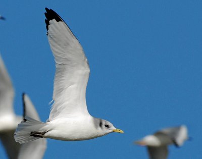 Kittiwake, Black-legged