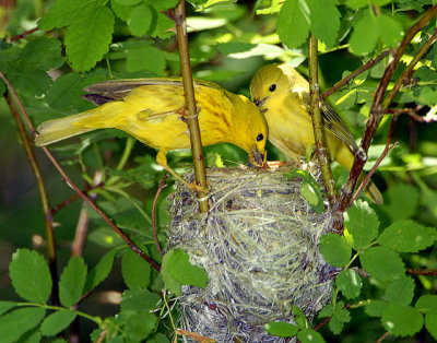 Warbler, Yellow (nest)