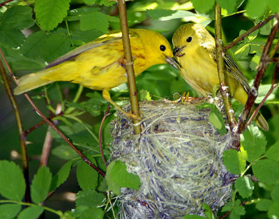 Warbler Yellow D-037.jpg