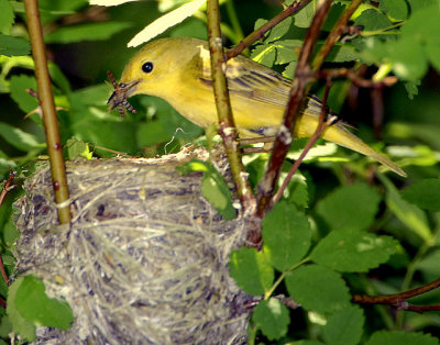 Warbler Yellow D-031.jpg