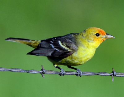 Tanager Western D-042.jpg