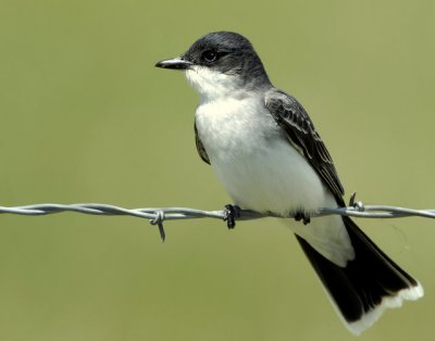 Kingbird EasternD-001.jpg